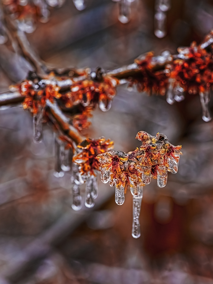 Icicles and Branches