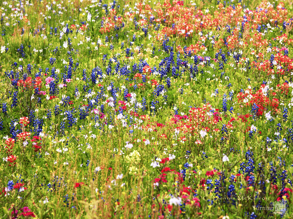 Wildflower Spread by Charles McKelroy TurningArt