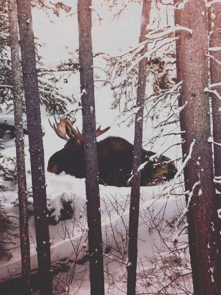 Yellowstone Forest