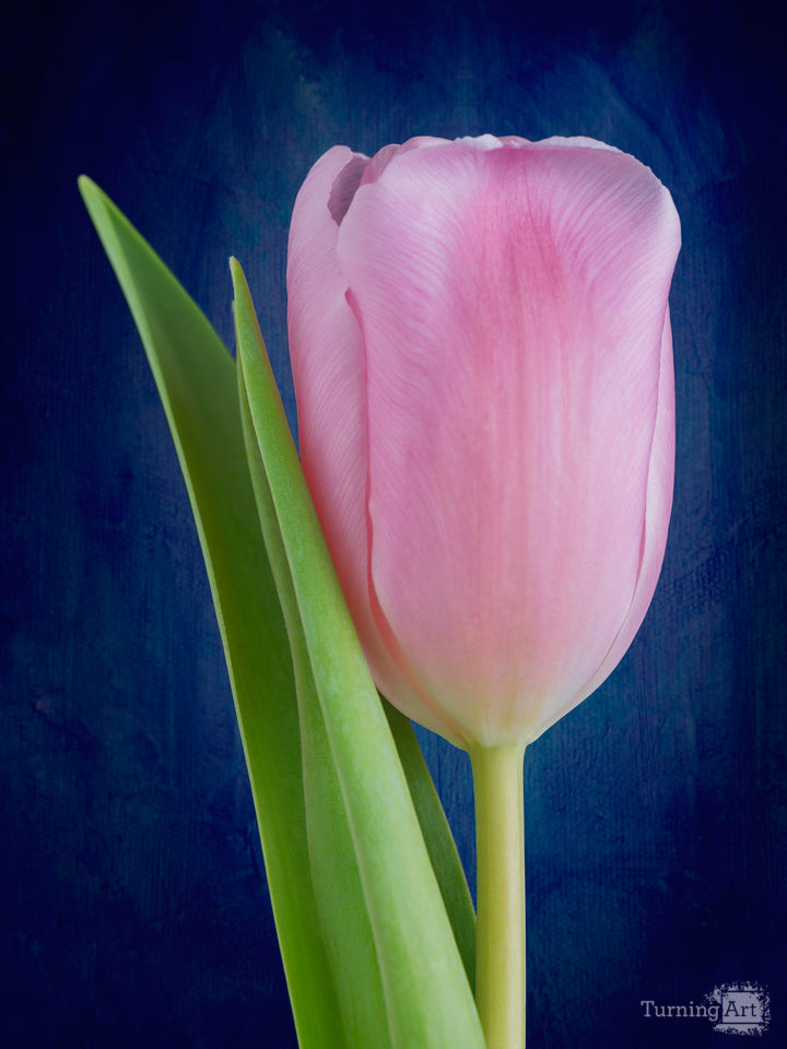 Tulip