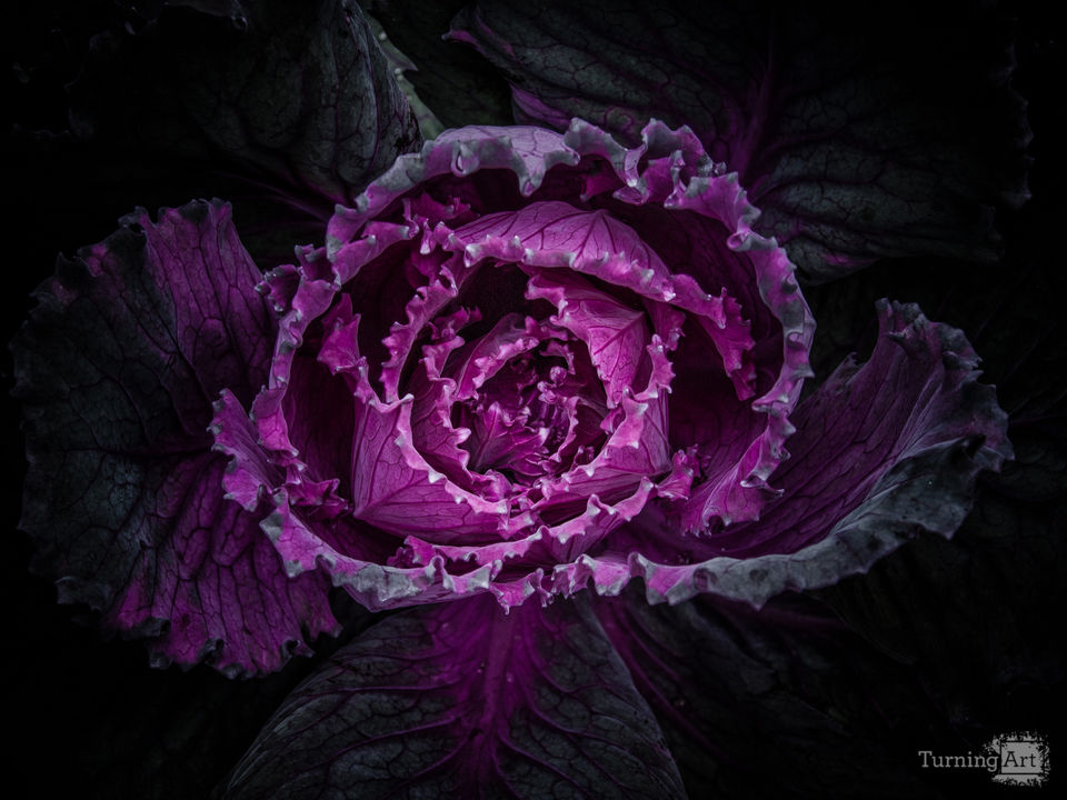 Backyard Flowers No 93 Color Version