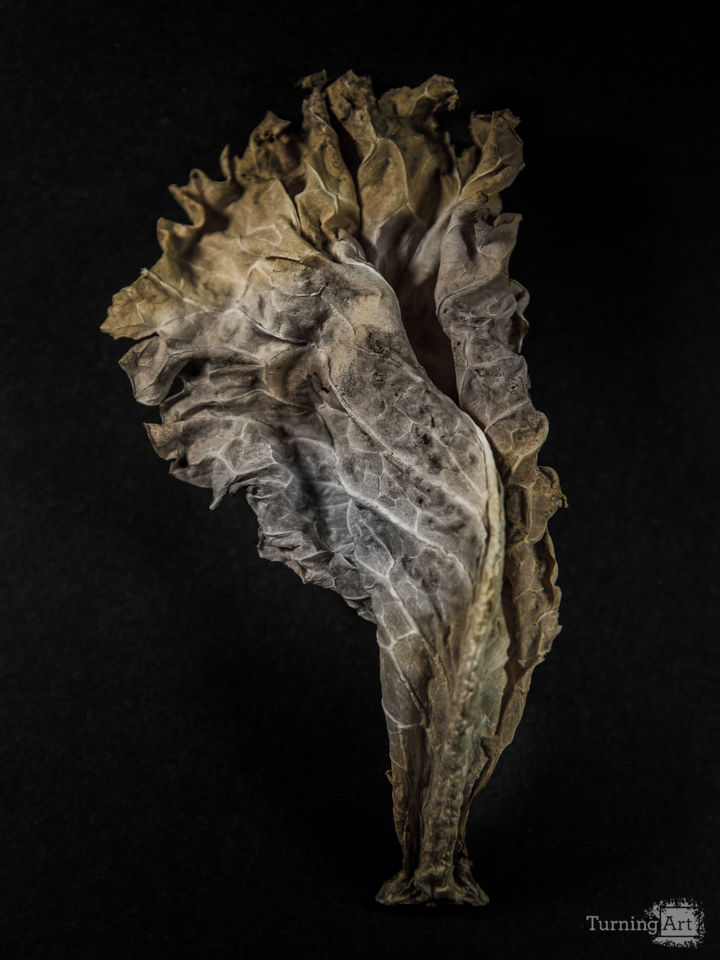 Leaves No 4 Color Version