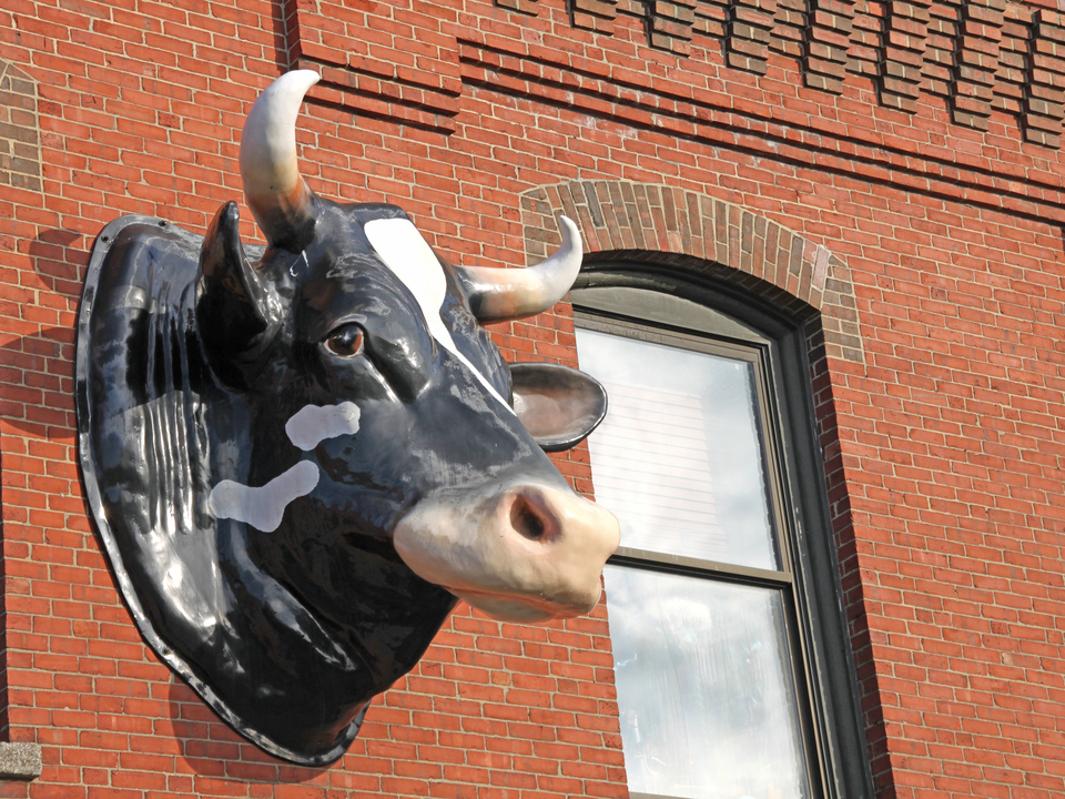 The Cow on J.P. Licks, Jamaica Plain, MA
