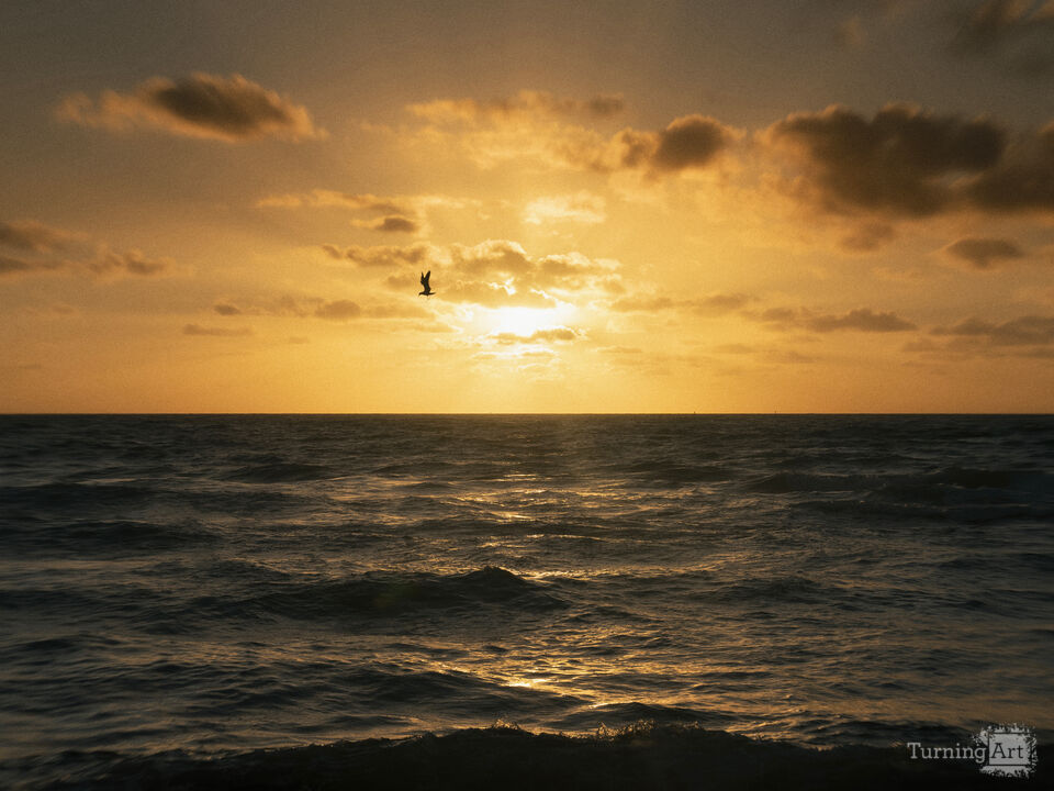 Series 79: Miami Fake Beauty No Love