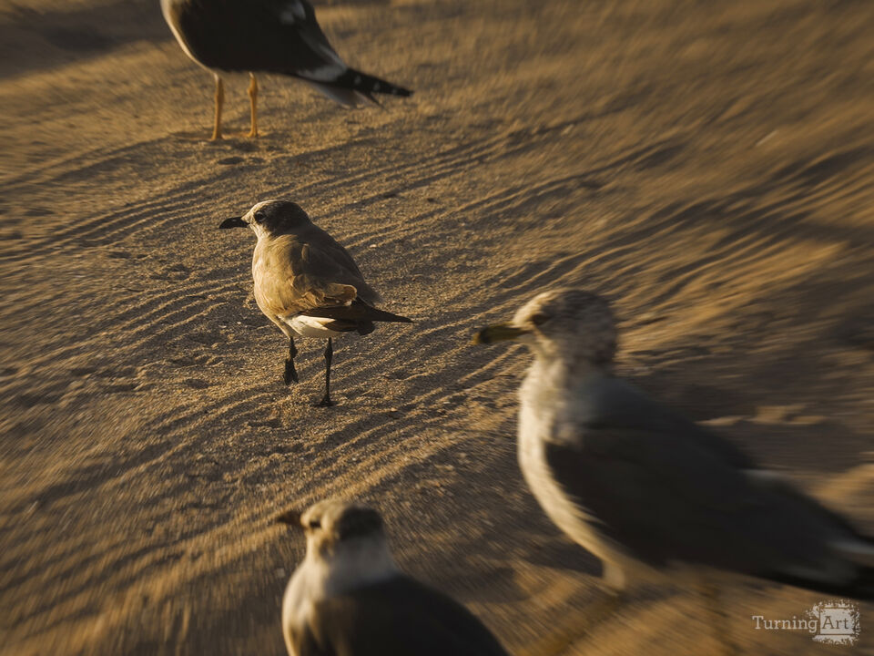 Series 79: Miami Fake Beauty No Love