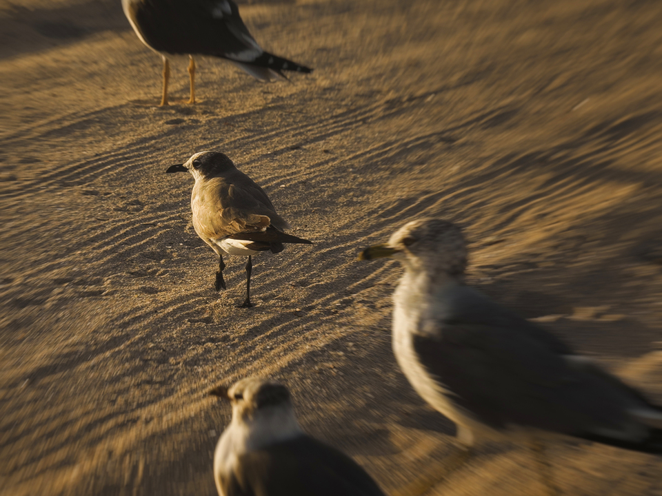 Series 79: Miami Fake Beauty No Love