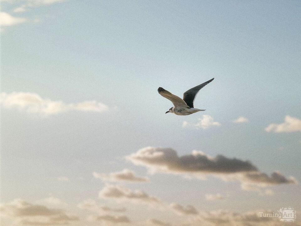 Series 79: Miami Fake Beauty No Love