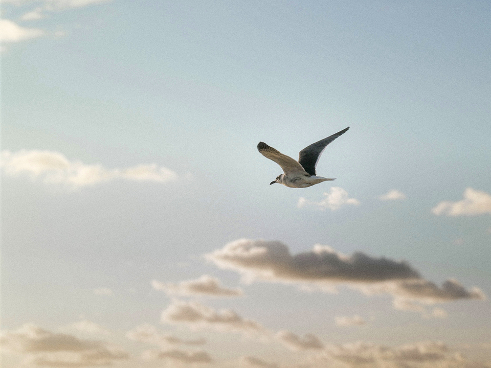 Series 79: Miami Fake Beauty No Love