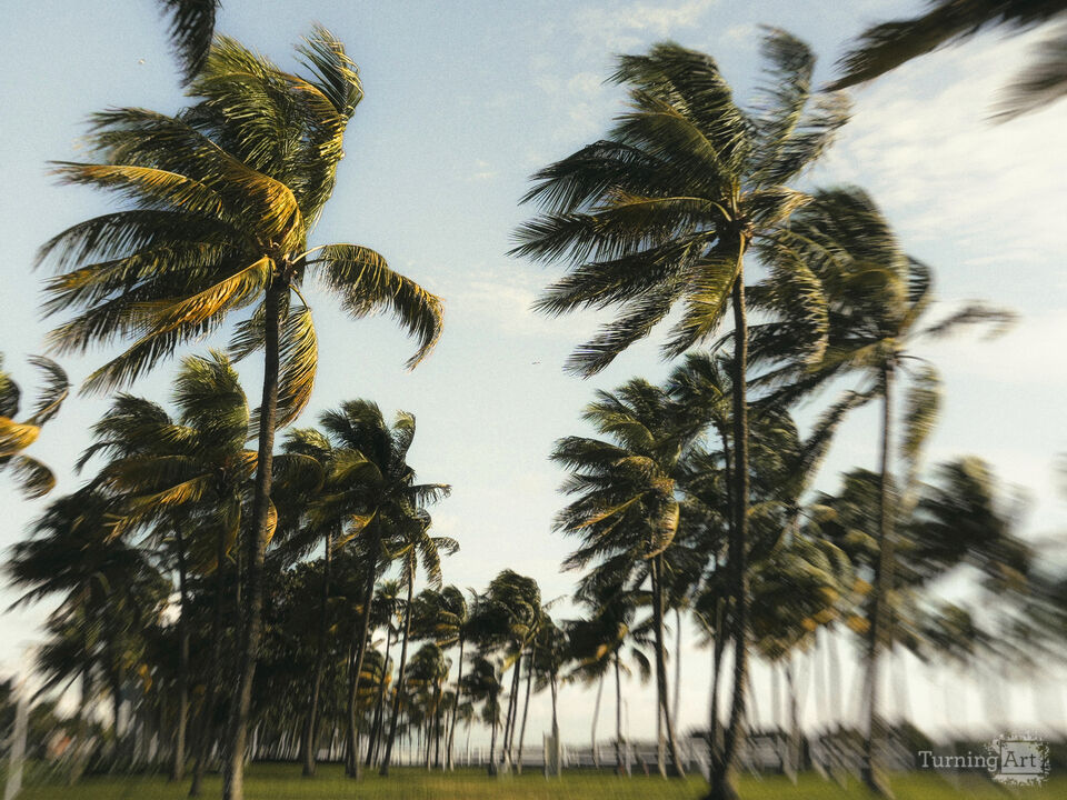 Series 79: Miami Fake Beauty No Love