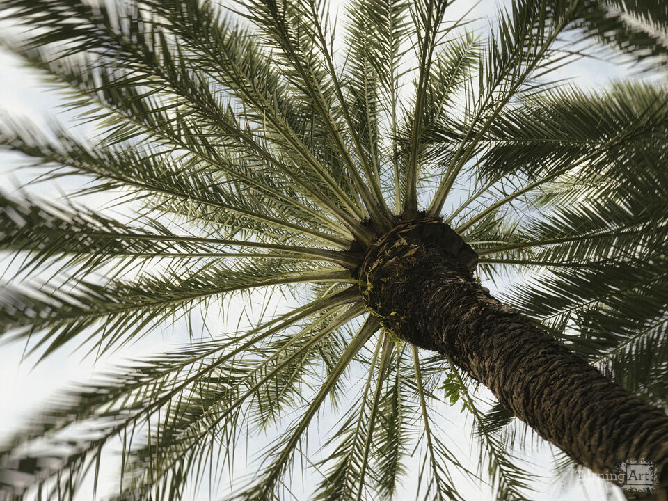 Series 79: Miami Fake Beauty No Love