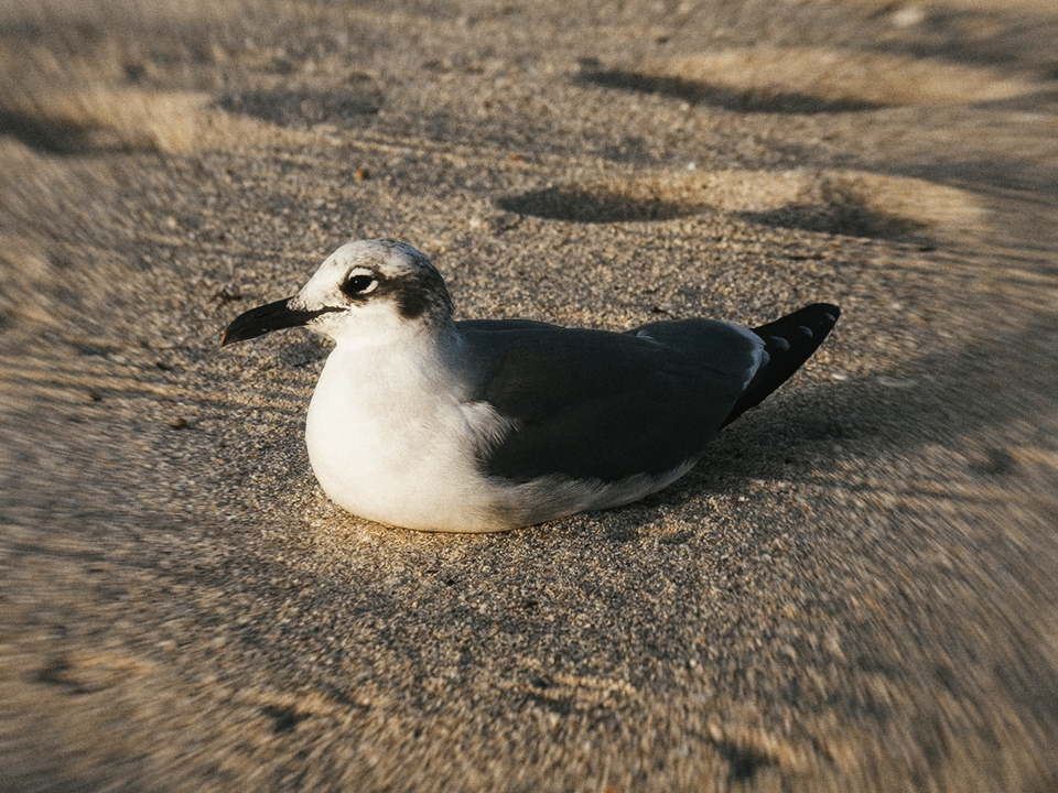 Series 80: Latina Fantasies Tropical Intentions