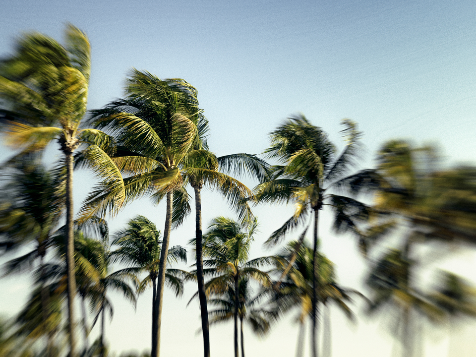 Series 80: Latina Fantasies Tropical Intentions