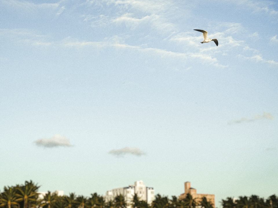 Series 80: Latina Fantasies Tropical Intentions