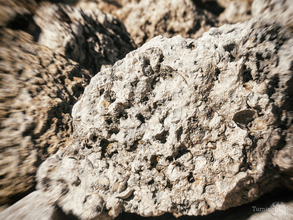 Series 80: Latina Fantasies Tropical Intentions