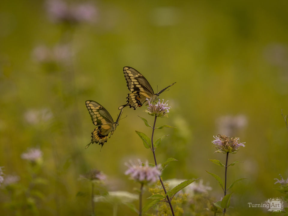 Swallowtails in a Meadow