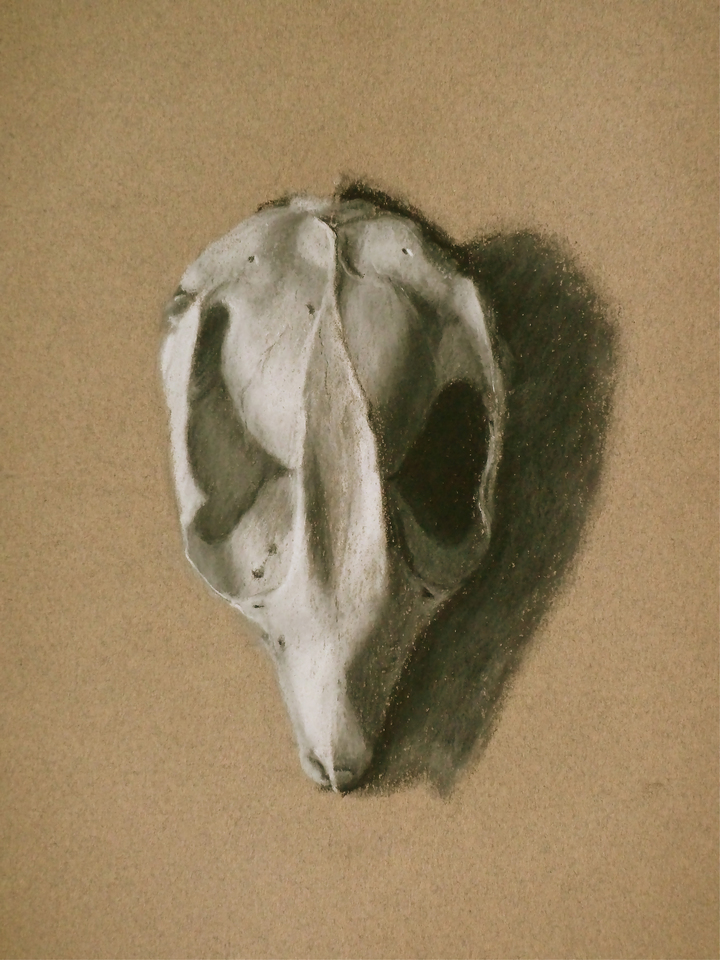 Phalangeridae - Australian Possum