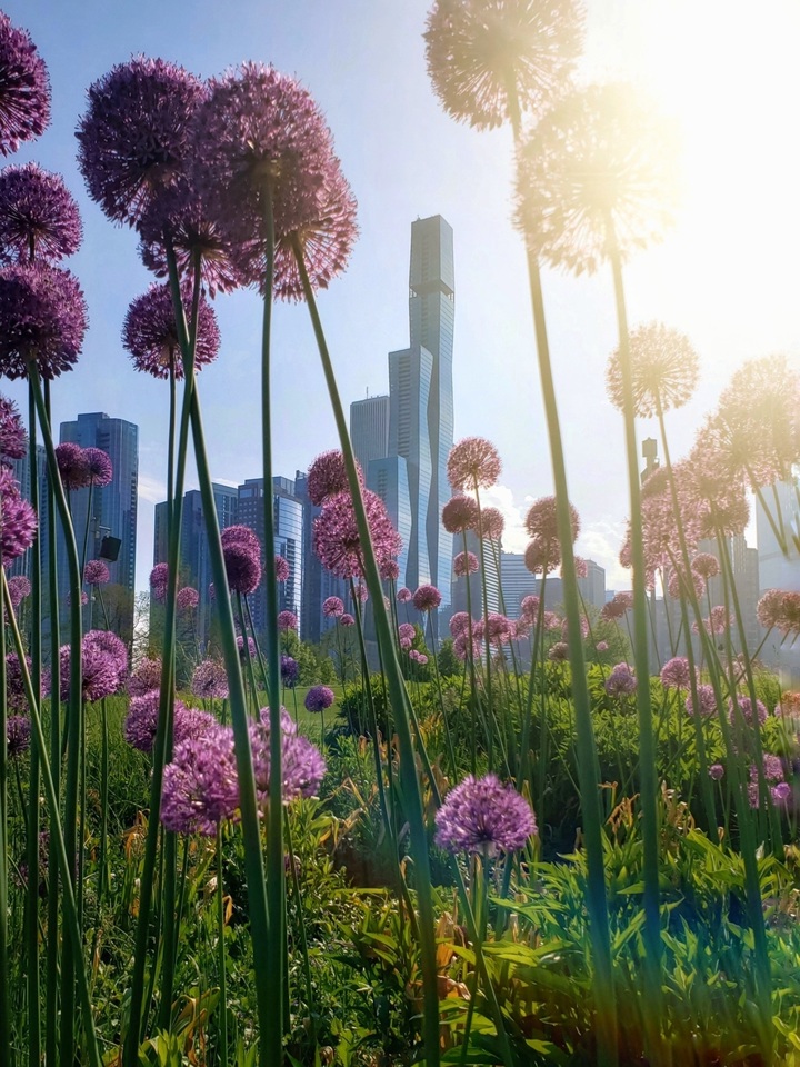 Chicago - City in a Garden