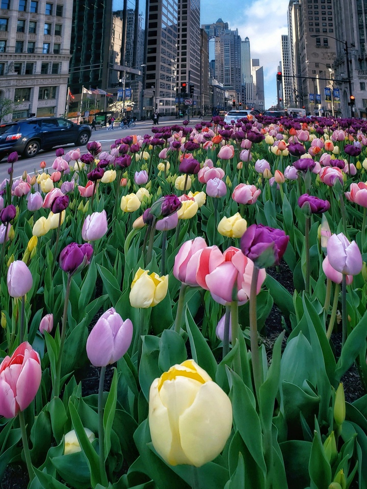 Tulips Come Alive