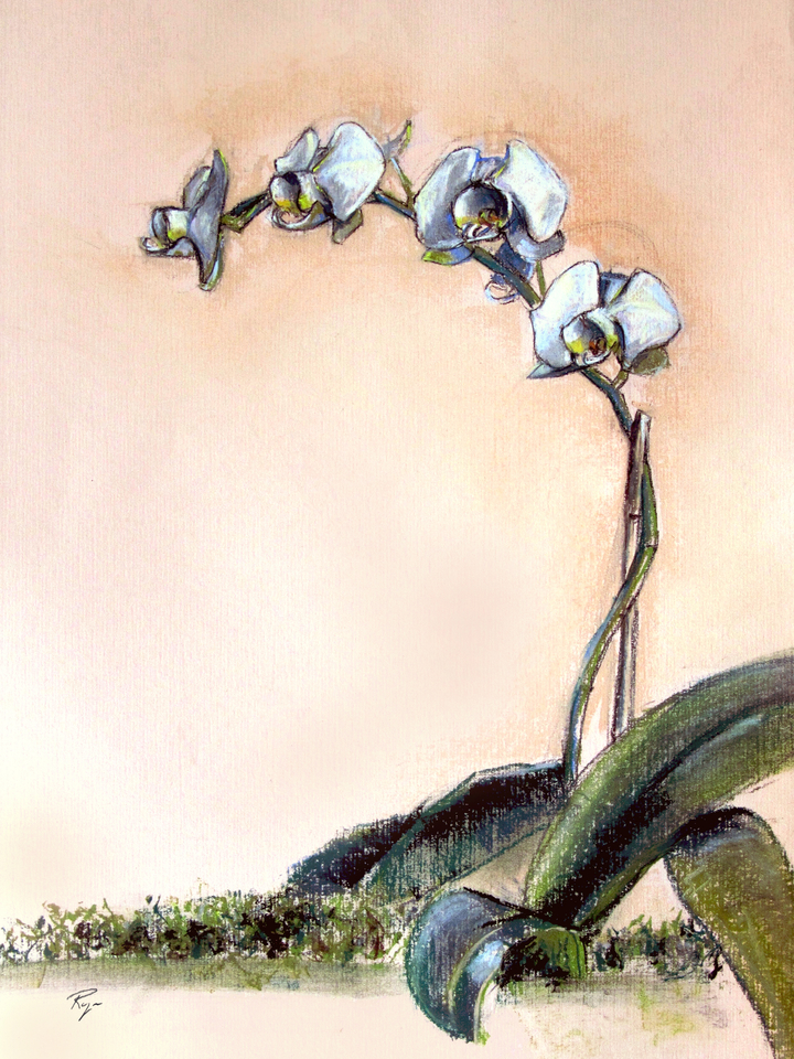 White Orchid on Pink Bond