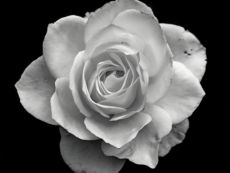 White Rose in Black and White