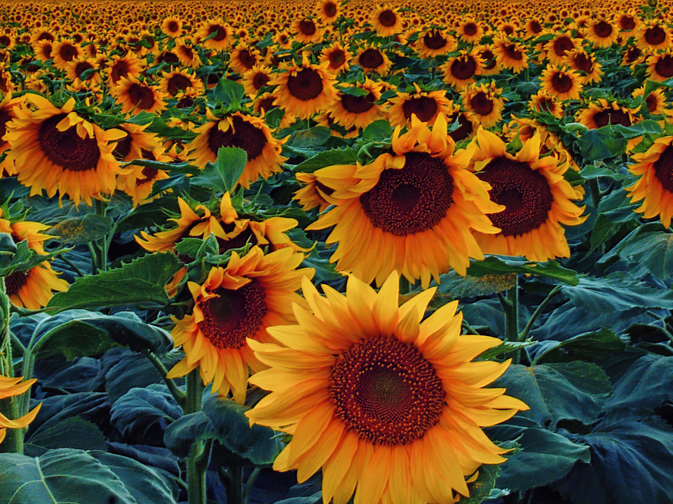 Infinite Sunflowers
