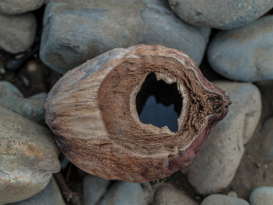 Leftover Coconut