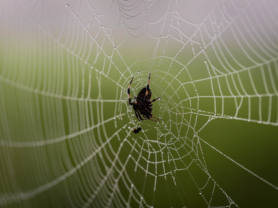 Foggy Web