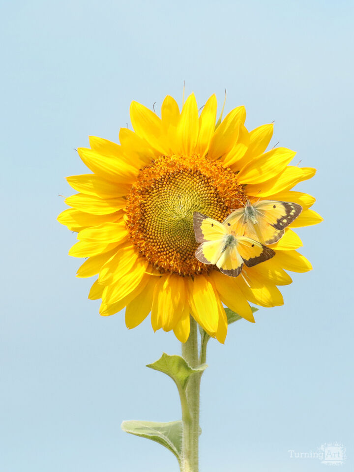 Sunflower and Butterflies