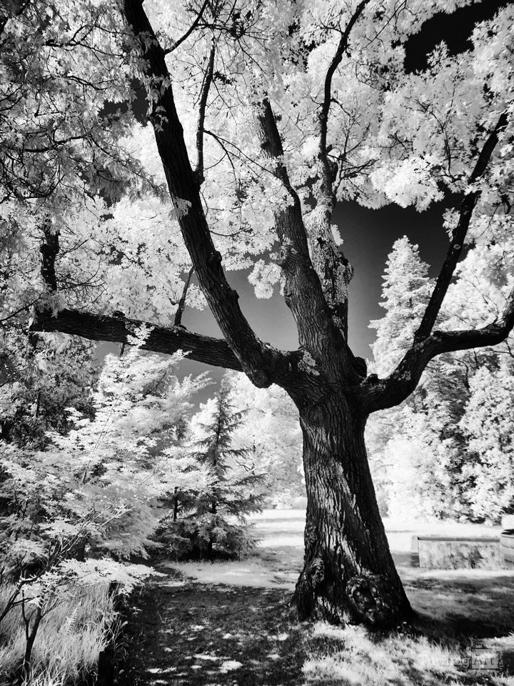 Infrared Tree